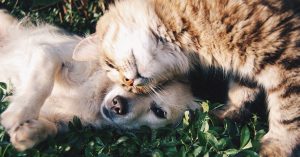 friends-1149841_1280