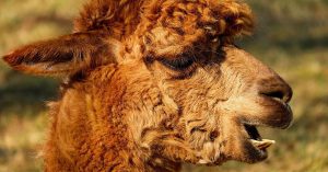 alpaca-2214650_1280