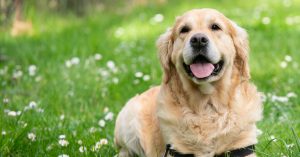 Header_honden_blog_uitgelicht