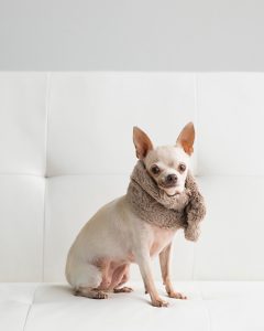 white-chihuahua-on-white-couch-4201725