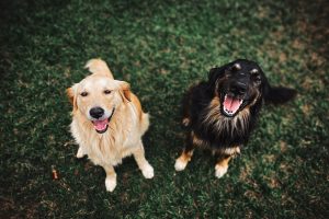 two-long-coated-brown-and-black-dogs-3114143