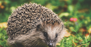 igel