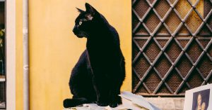 photo-1497910091122-9f8a7746eb33