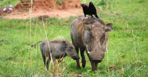 Wildschwein artikel