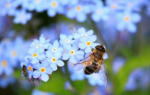 forget-me-not-257176_1920