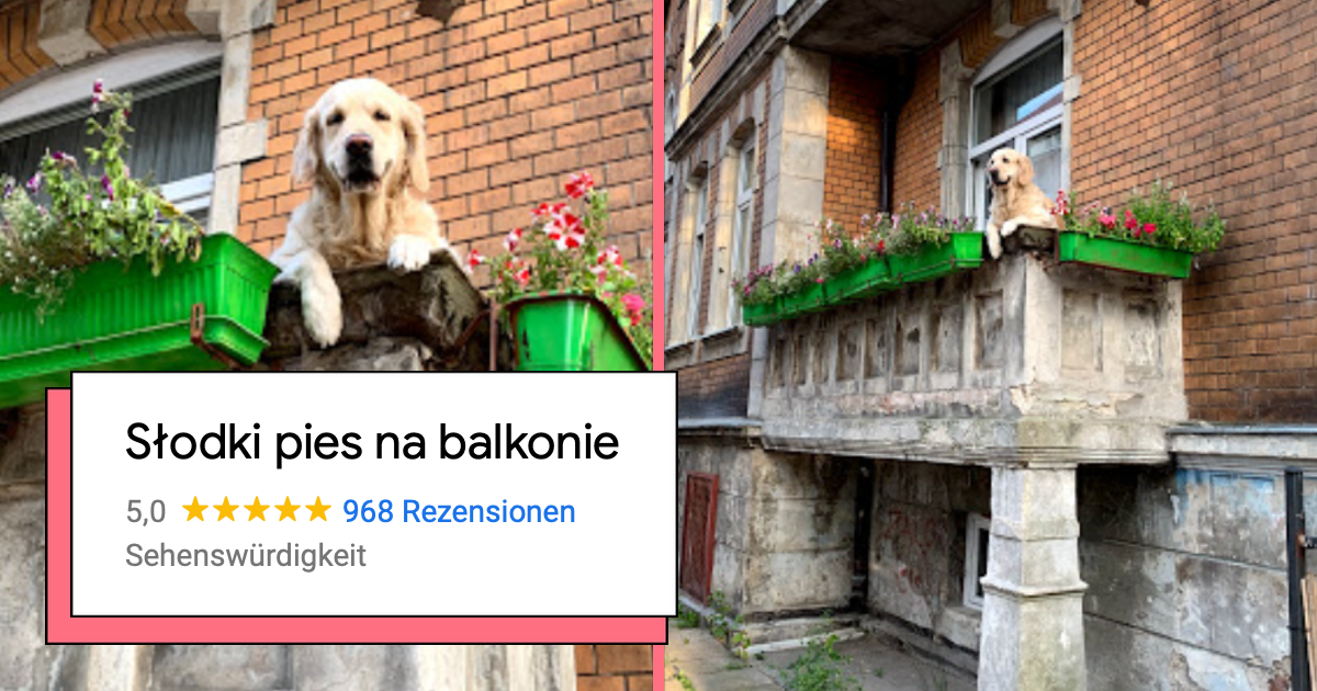 astronaut organisere unse Hund auf dem Balkon wird zur beliebtesten Sehenswürdigkeit in Danzig