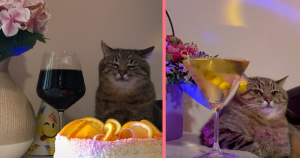 header-partykatze