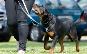 dog-school-g5271ff263_1920