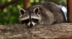 raccoon-g2f733a074_1920