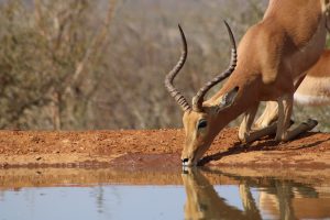impala-gc771de28f_1920