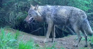Header wolf