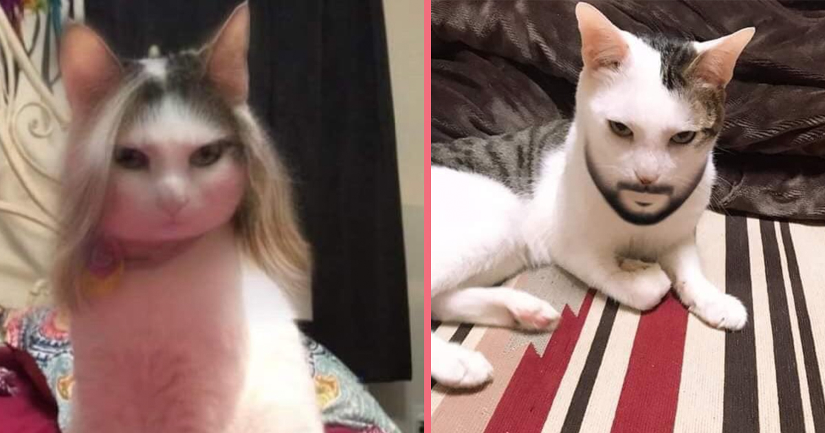 Welke Napier eiwit Mensen gebruiken het Snapchat-filter op hun kat en het is belachelijk - The  Best Social Media NL