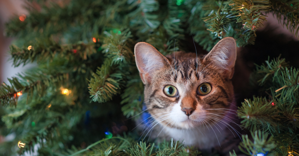 katten kerstboom