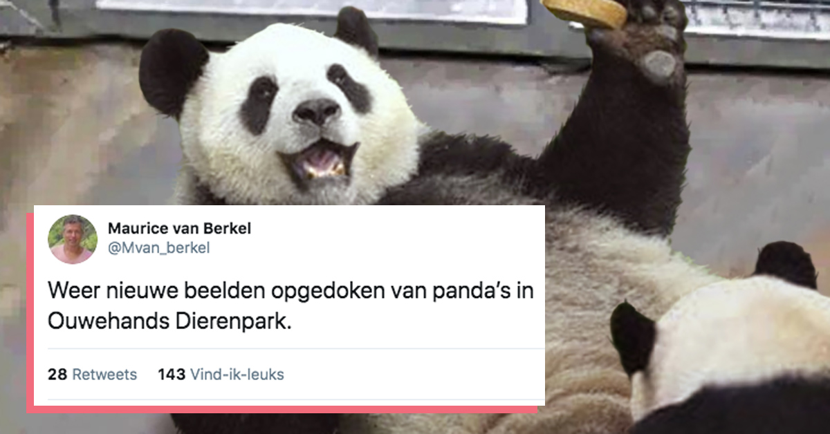 Nieuws Over Parende Panda S Brengt Twitter Tot Een Ongekend Hoogtepunt