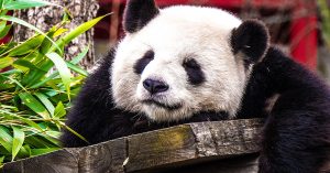 panda header zonder post