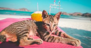 Header_blog_Poezenboot_uitgelicht