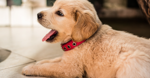 header_puppyjam