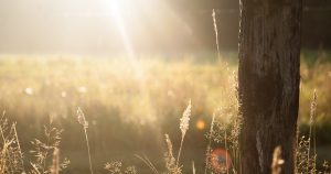 uitgelicht_hittegolf_2