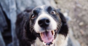 uitgelicht honden blog