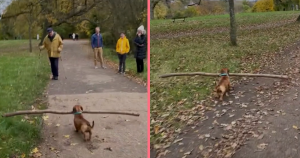 header hondje met stok