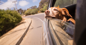 header hitte zonder tekst