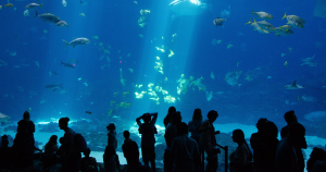 header misvattingen zonder