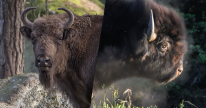 bizon header 2