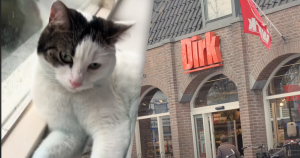 afbeelding kattengrind