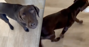 hond header 1
