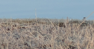 flamingo header 1