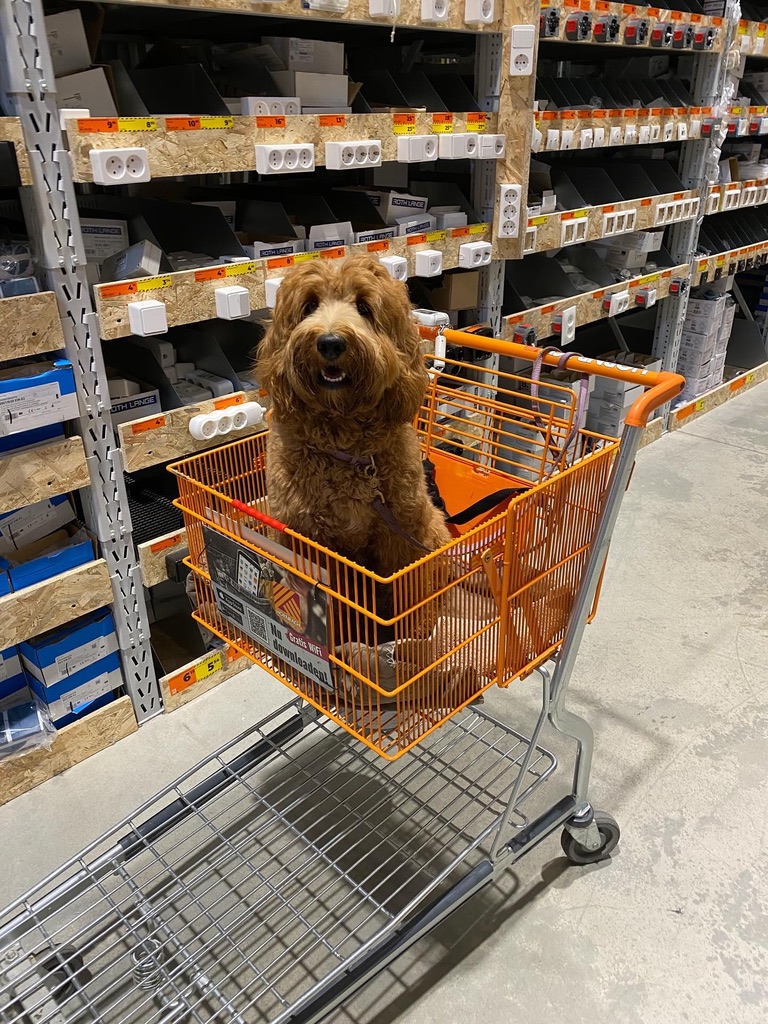 hond hornbach