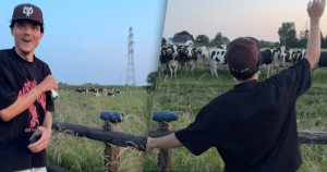 koeien lokken jazz wandeling wandelaar