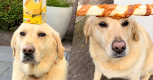 hond zonder