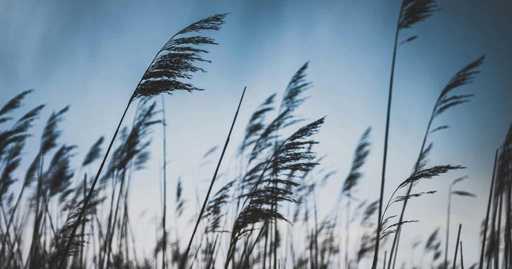 wind