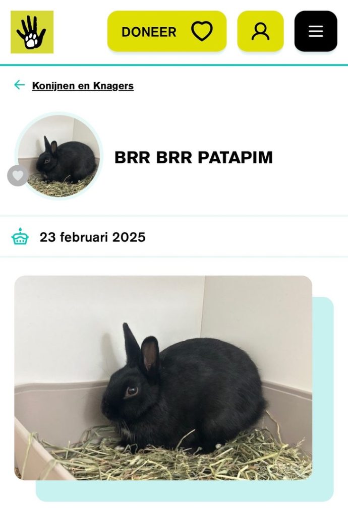 brr brr patapim