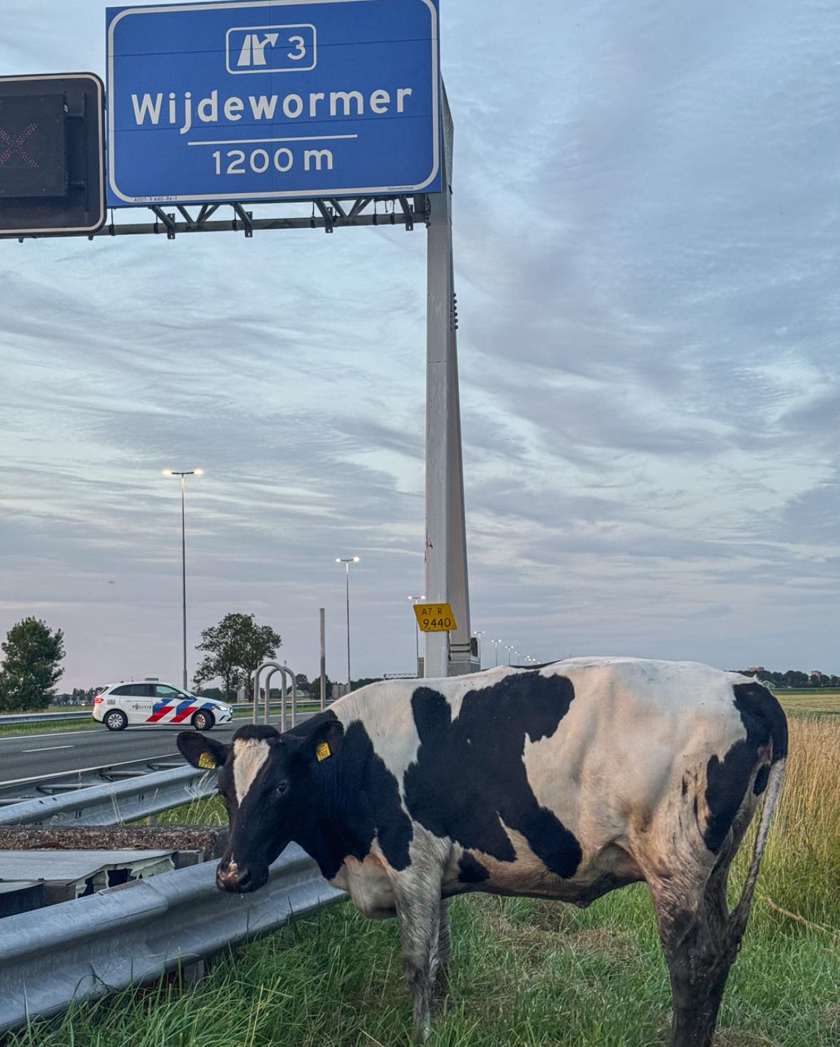 foto van koe op snelweg