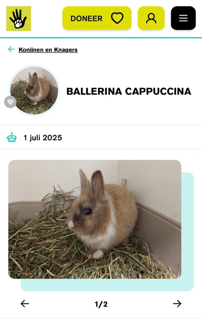 ballerina cappuccina