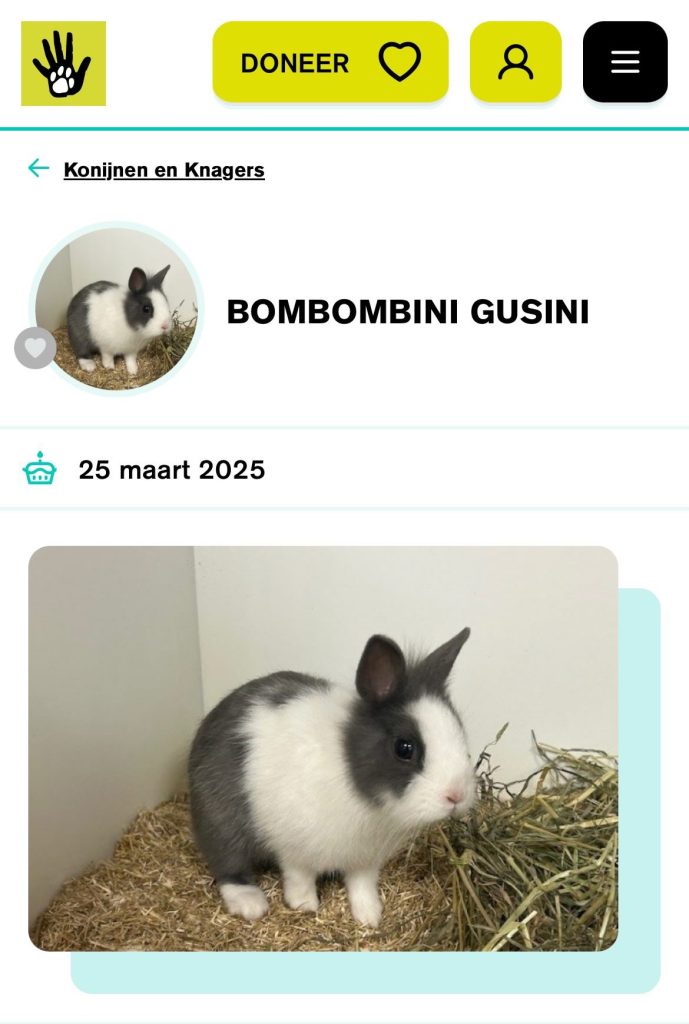 bombombini gusini