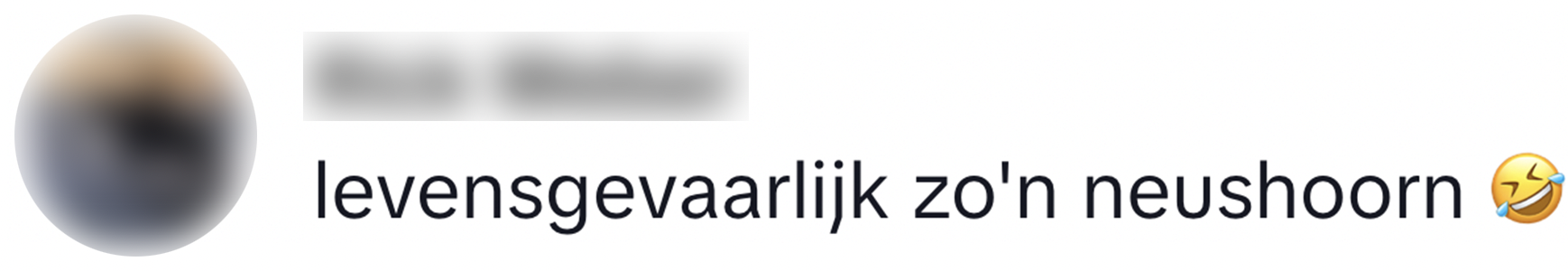 schotse hooglander