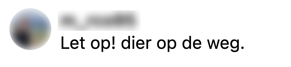 dier op de weg