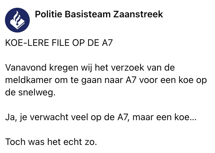 koe op de snelweg