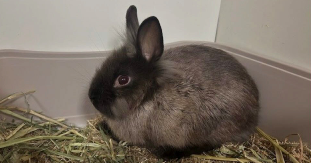 konijnen dierenbescherming namen