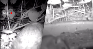 afbeelding schaaltje