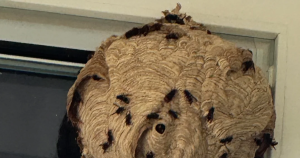 nest foto