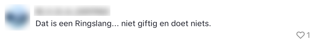 tent camping ringslang kamperen vakantie