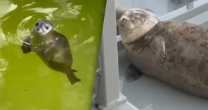 zeehondencentrum zonder