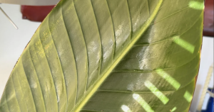 plant header 1
