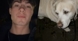 hond header 2