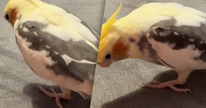 vogelzonder