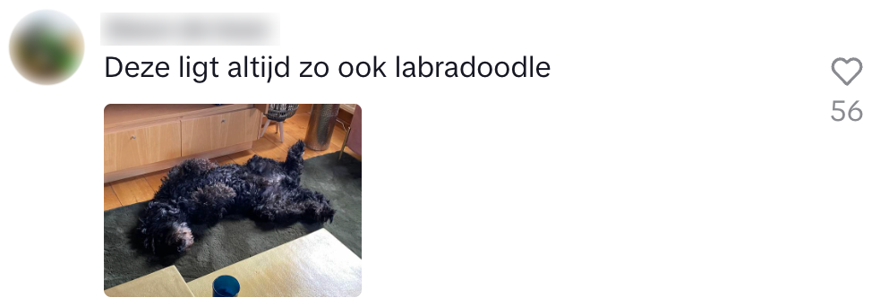 Hond